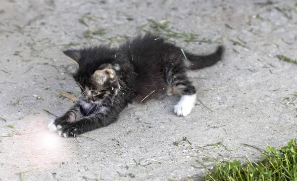 Kitten vangsten lichtstraal — Stockfoto