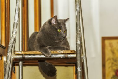 Merdiven evde odada güzel gri kedi