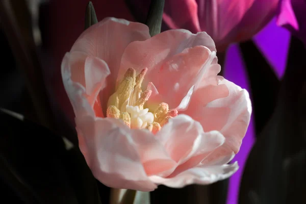 尼斯粉红色打开春天郁金香在阳光照射下 — 图库照片