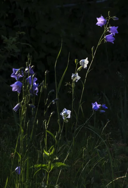 Campana di fiori da giardino al tramonto — Foto Stock