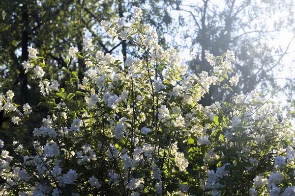 Bujné jasmine strom — Stock fotografie