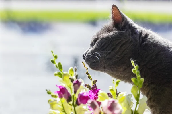 Grå katt och blommor i solljus — Stockfoto