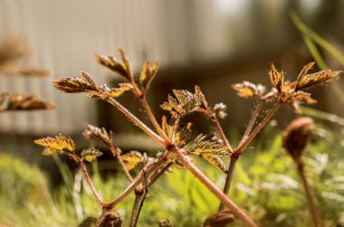 Bahar güneş ışığında vuruyor