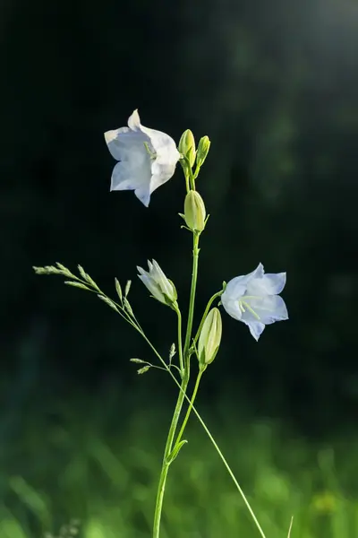 Bel Campanula Giardino Bianco Campana Fiori Tramonto — Foto Stock