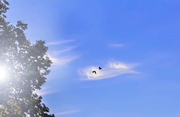 Dois pássaros no céu azul — Fotografia de Stock