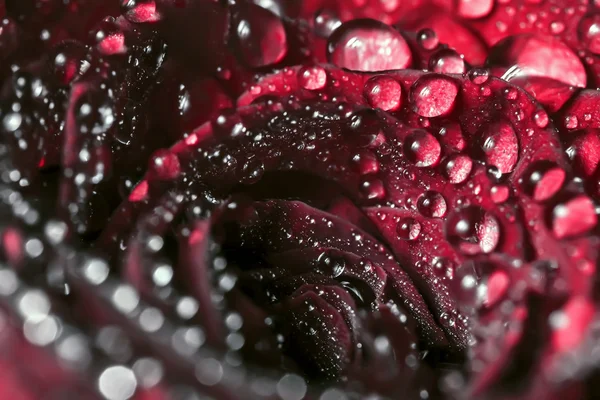 Waterdruppels op roos — Stockfoto