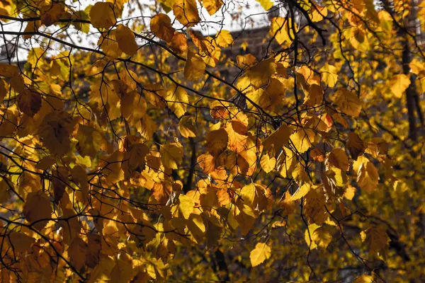 Golden Autumn Leaves Trees Sunny Autumn Day — Stock Photo, Image