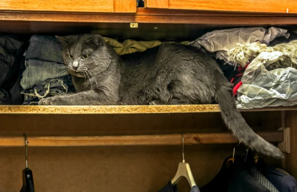 Kedi gardırop — Stok fotoğraf