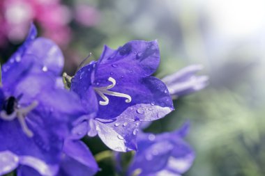 Büyük mavi Bahçe çan çiçeği çiçek