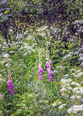 Yaz tarlada leylak rengi çiçekler