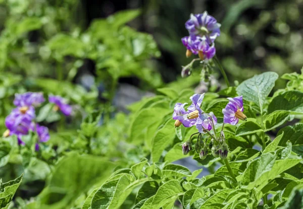 Фіолетові квіти квітуча літня картопля — стокове фото