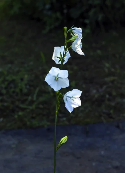 Nice White Garden Campanula Flowers Bell Sunset — Stock Photo, Image