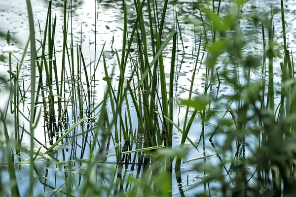 Green marsh grass in water — Stock Photo, Image