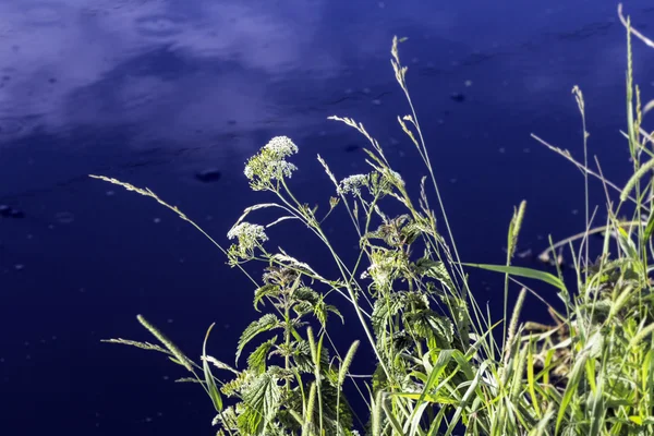 夏天草在水 — 图库照片