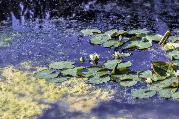 夏日的水上盛开的睡莲 — 图库照片