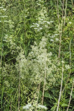Filipendula in summer fiel