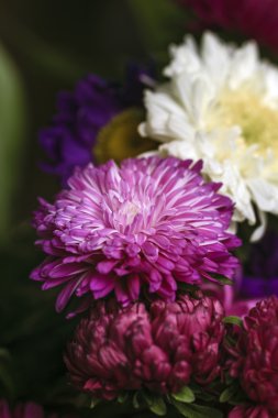 Sonbahar Aster lilla ve beyaz renklerde çiçek güzellik