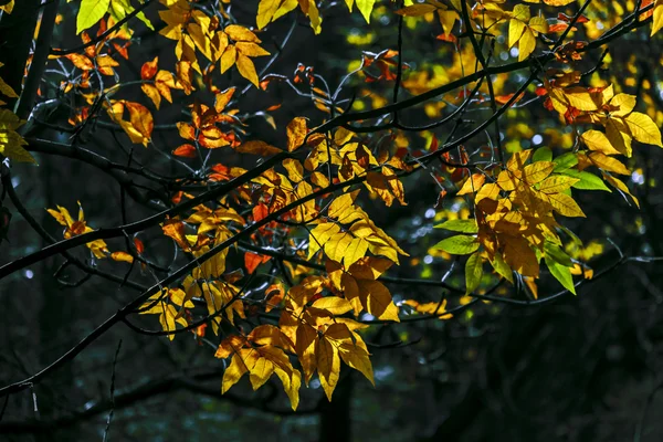 秋天在明亮的颜色 — 图库照片