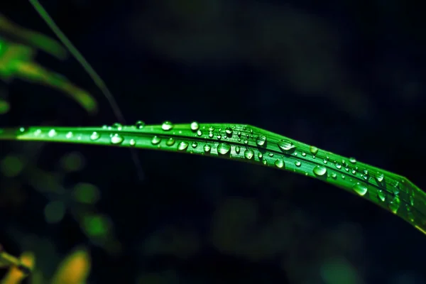 Wassertropfen auf grün beleuchtete Pflanze — Stockfoto