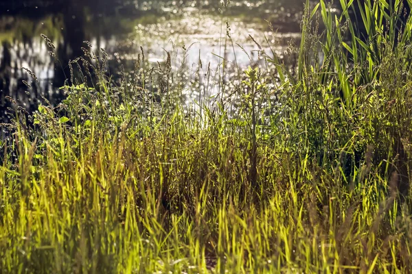 Water for high summer grass — Stock Photo, Image