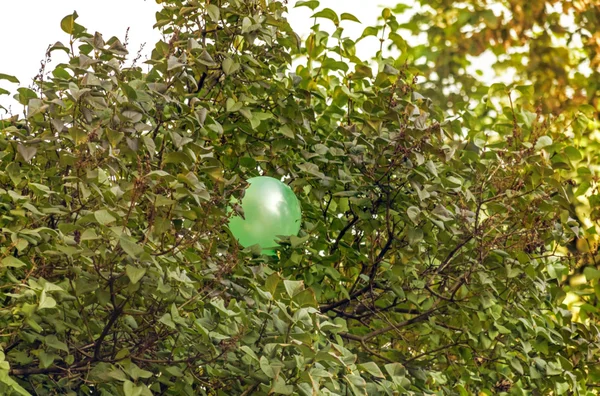Groene ballon in takken van de boom — Stockfoto