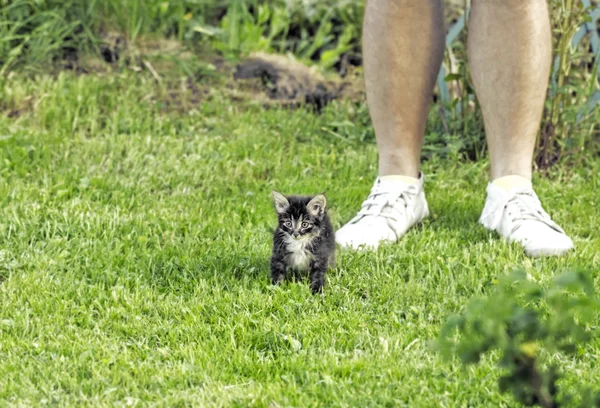 Mooie Kitten Gras Benen Van Mannen — Stockfoto