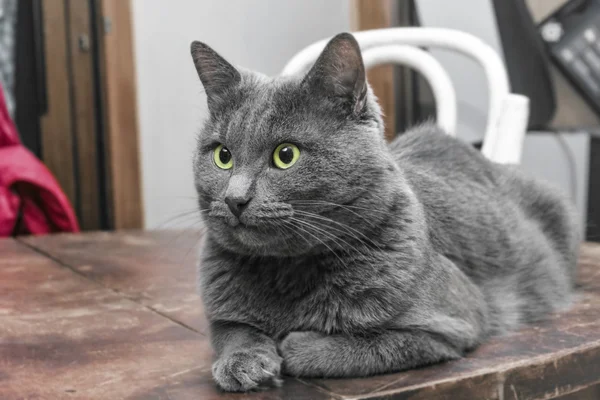 Graue Katze mit grünen Augen auf dem Tisch — Stockfoto