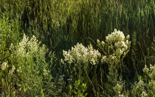White flowers in field by river grass — Stock Photo, Image