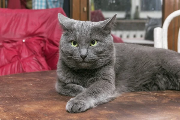 Chat gris sur la table — Photo
