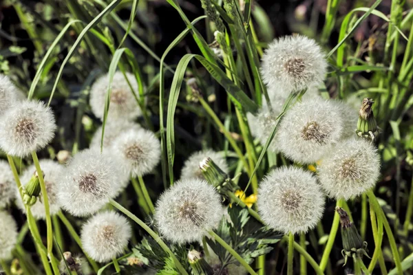 Bahar dandelions alanındaki — Stok fotoğraf