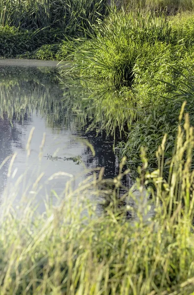 郁郁葱葱的夏季绿草靠近水 — 图库照片