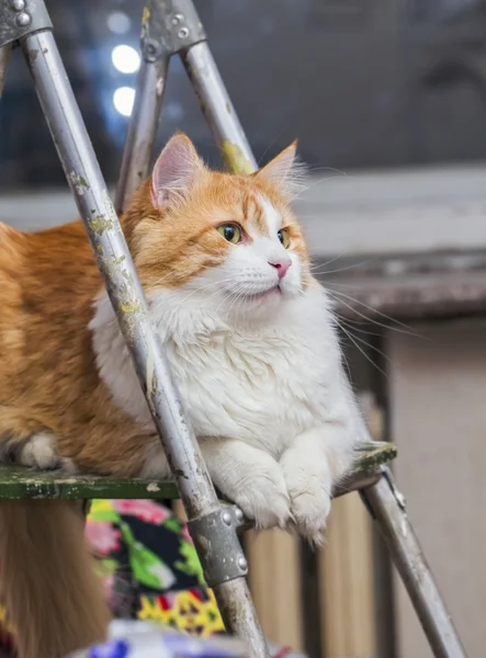 Glückliche rote Katze auf Leiter — Stockfoto