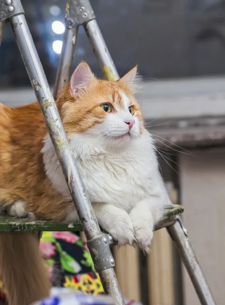 Merdiven üzerinde mutlu kırmızı kedi