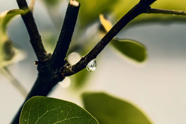 Wassertropfen auf Ast — Stockfoto