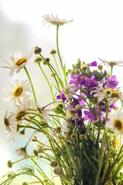 Czerwca bukiet z kwiatów rumianku — Zdjęcie stockowe