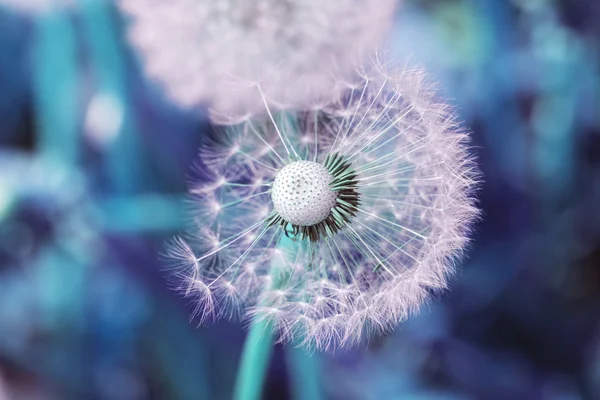 Putih dandelion dalam merah muda dan biru — Stok Foto