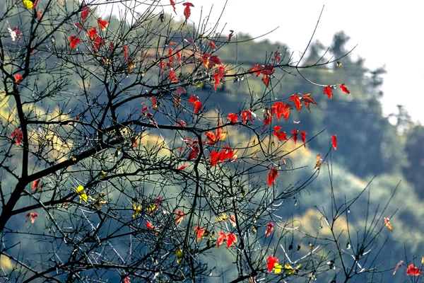 Beauté Feuilles Rouges Sur Arbre Automne Par Temps Clair — Photo