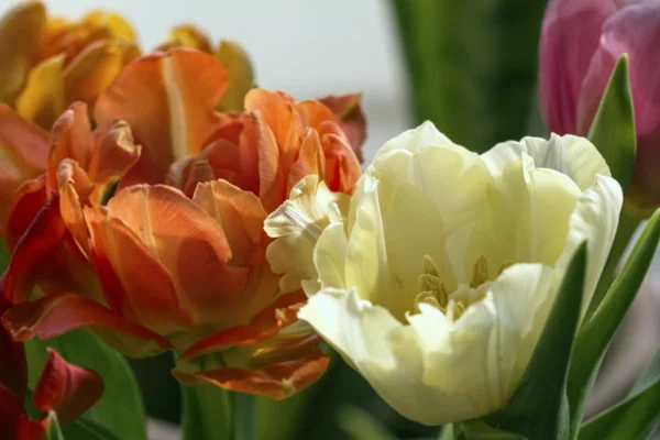 Tulipani primaverili aperti — Foto Stock