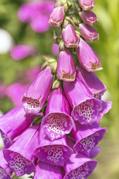 Fingerborgsblomma i sommarträdgård — Stockfoto