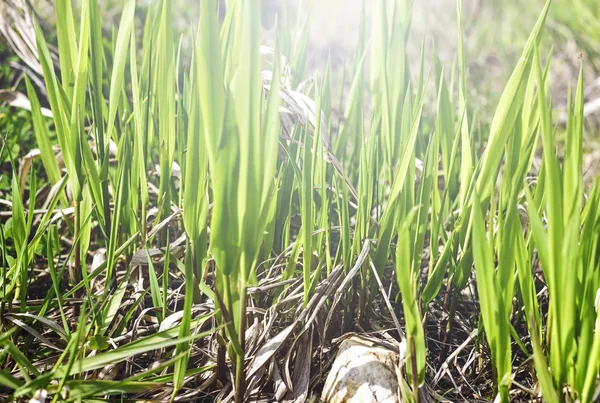 Young green grass — Stock Photo, Image