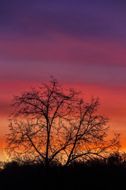 Ağaç siluet mor üzerinde
