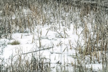 Kış su bulutlu gün kuru sazlar arasında kar altında