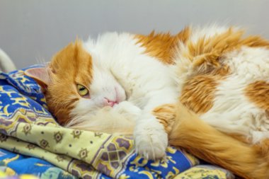 Kırmızı kedi yalan ve görünüyor