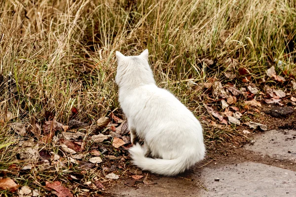 Witte kat jacht in gras — Stockfoto