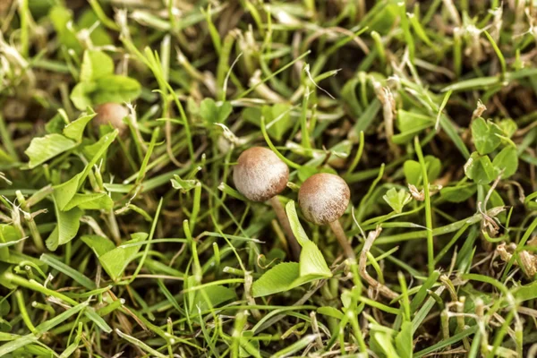 Petits grèbes dans l'herbe verte — Photo