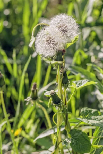 Dos diente de león blanco — Foto de Stock