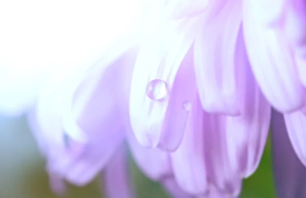Droppe vatten på blomma — Stockfoto
