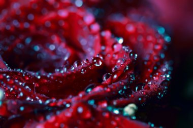 Su damlalı kırmızı gül