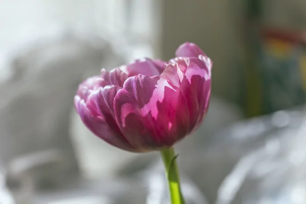 Tulipa rosa aberta — Fotografia de Stock