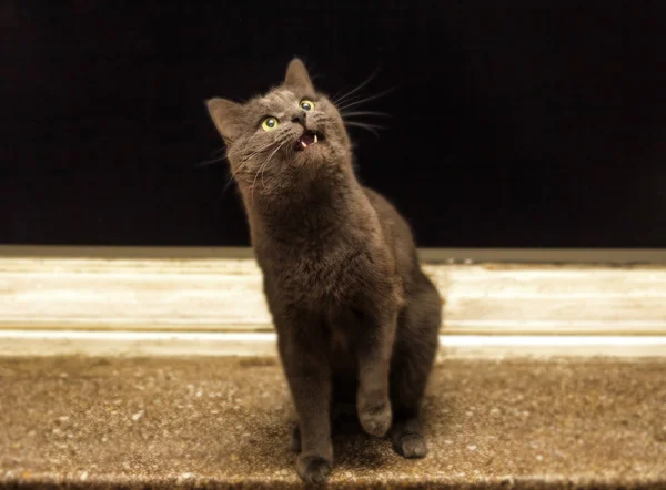 Graue Katze unter Schock — Stockfoto